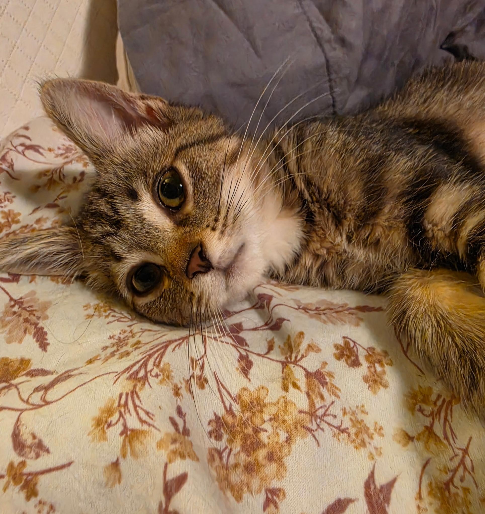 Enlarge Steph, an adopted Domestic Short Hair in Indianapolis, IN image 1/1