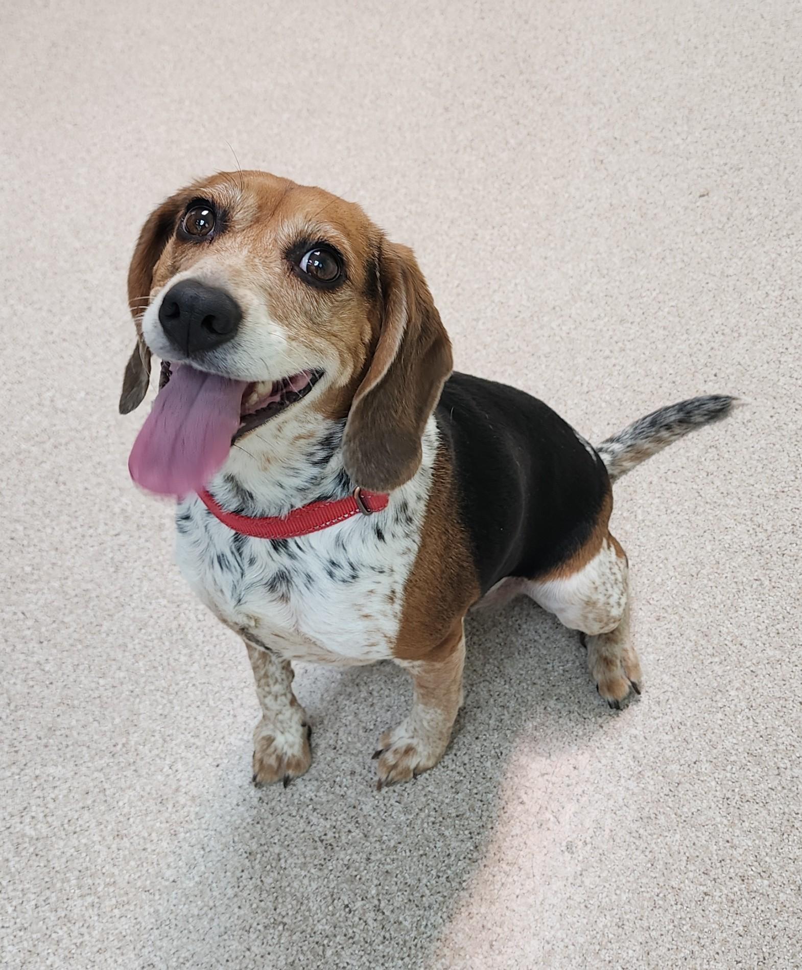 Daisy, ADOPTABLE, Adult Female Beagle.