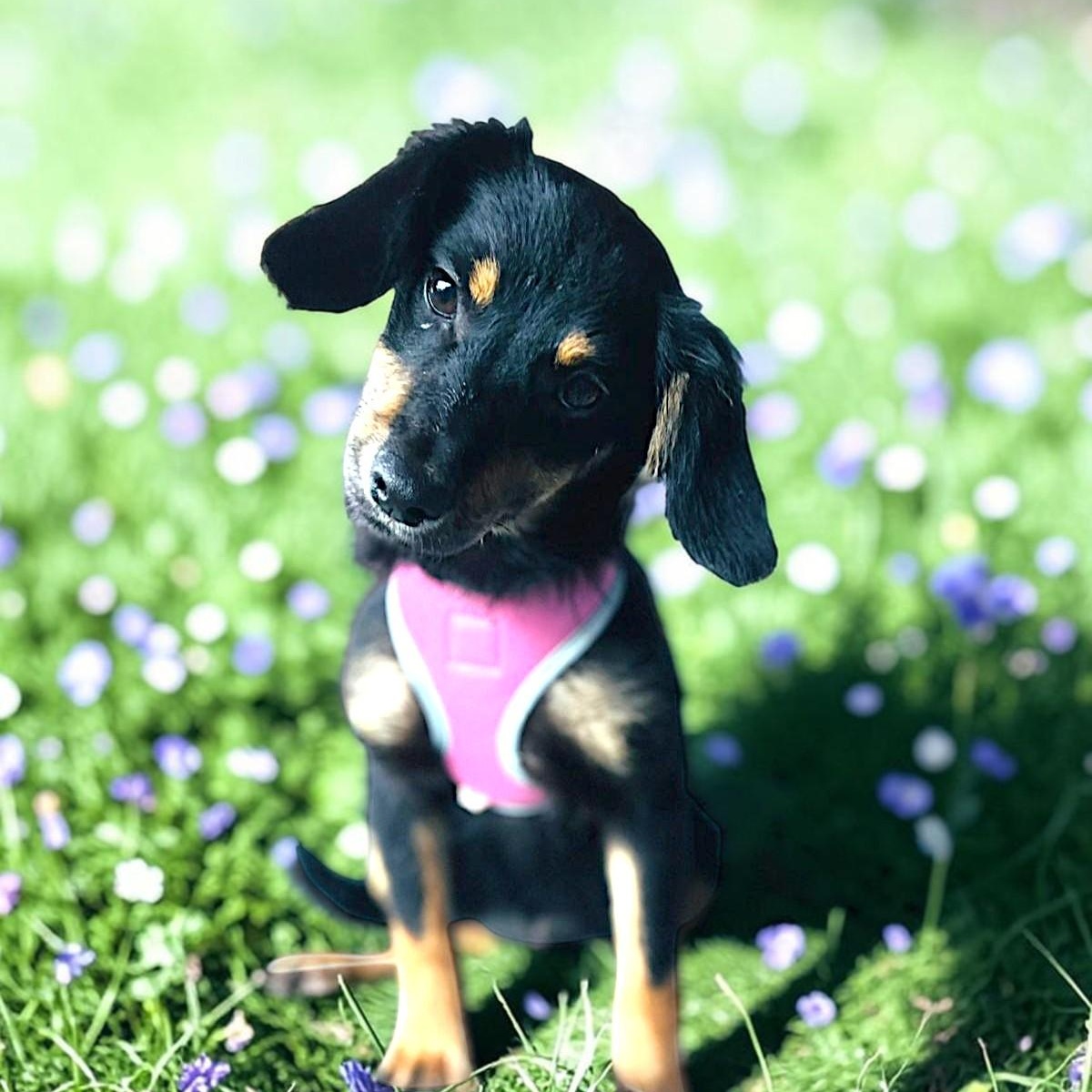 Enlarge Daisy, a Adopted mixed breed in Encinitas, CA image 2/5