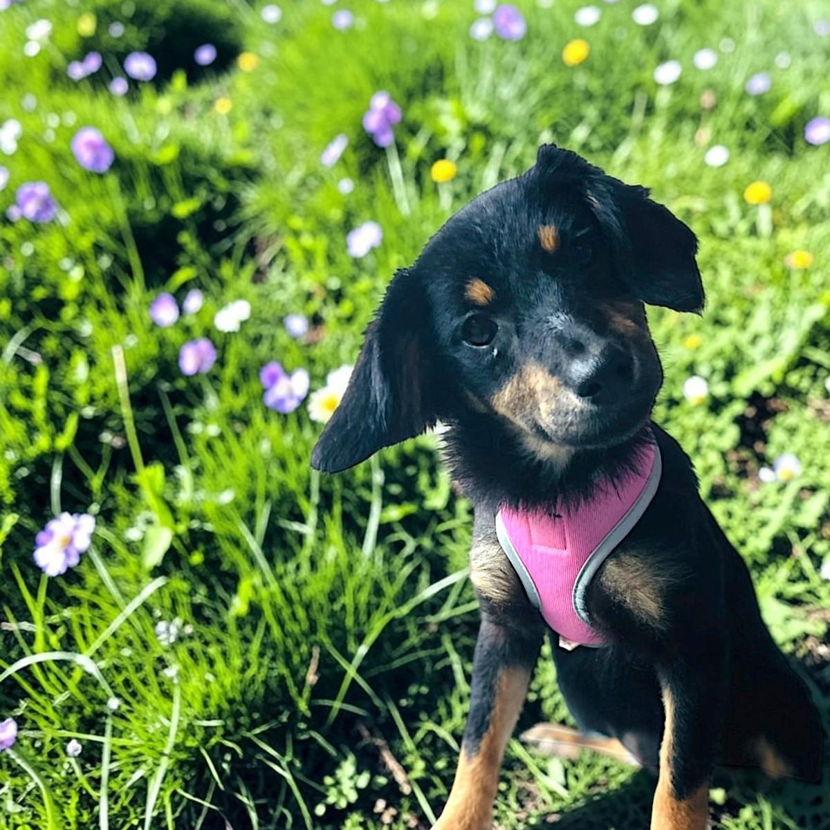 Enlarge Daisy, a Adopted mixed breed in Encinitas, CA image 3/5