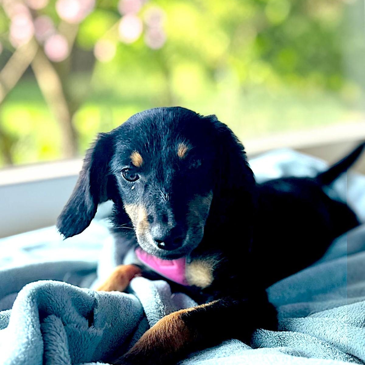 Enlarge Daisy, a Adopted mixed breed in Encinitas, CA image 5/5