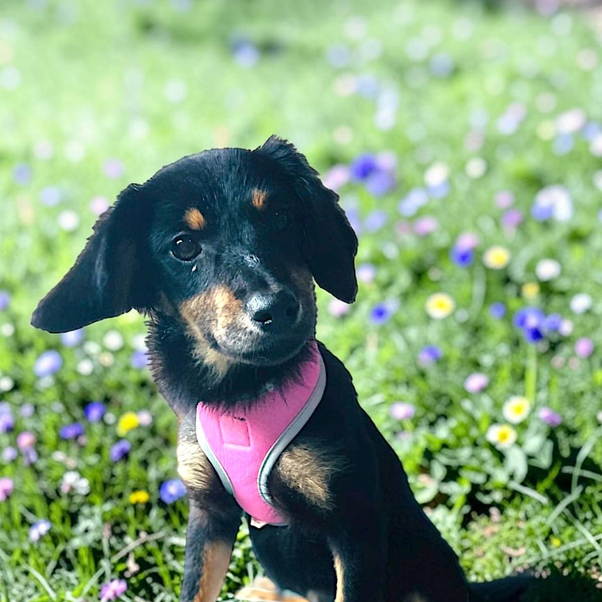 Daisy, Adopted, Puppy Female Dachshund.
