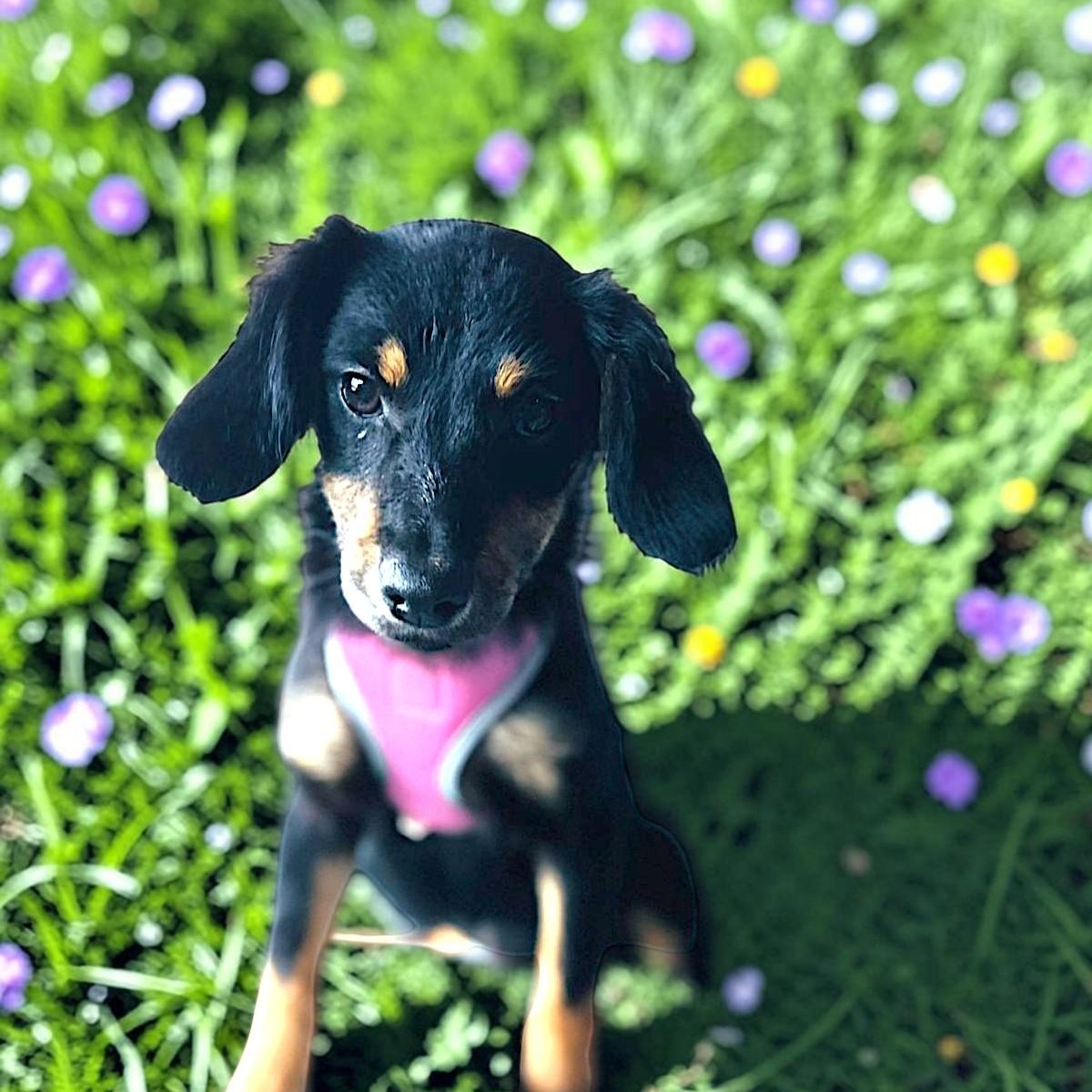 Enlarge Daisy, a Adopted mixed breed in Encinitas, CA image 4/5
