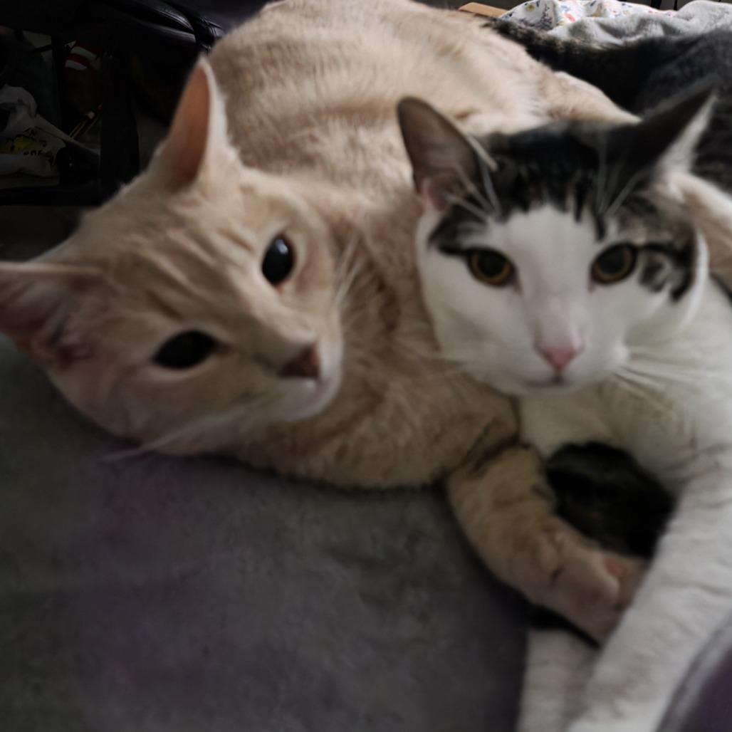 Ash FKA Aster, Adoptable, Adult Male Domestic Short Hair.