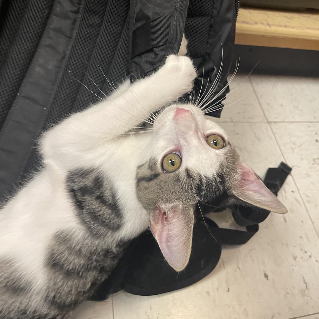 Enlarge Ash FKA Aster, a Adoptable Domestic Short Hair in Philadelphia, PA image 2/4