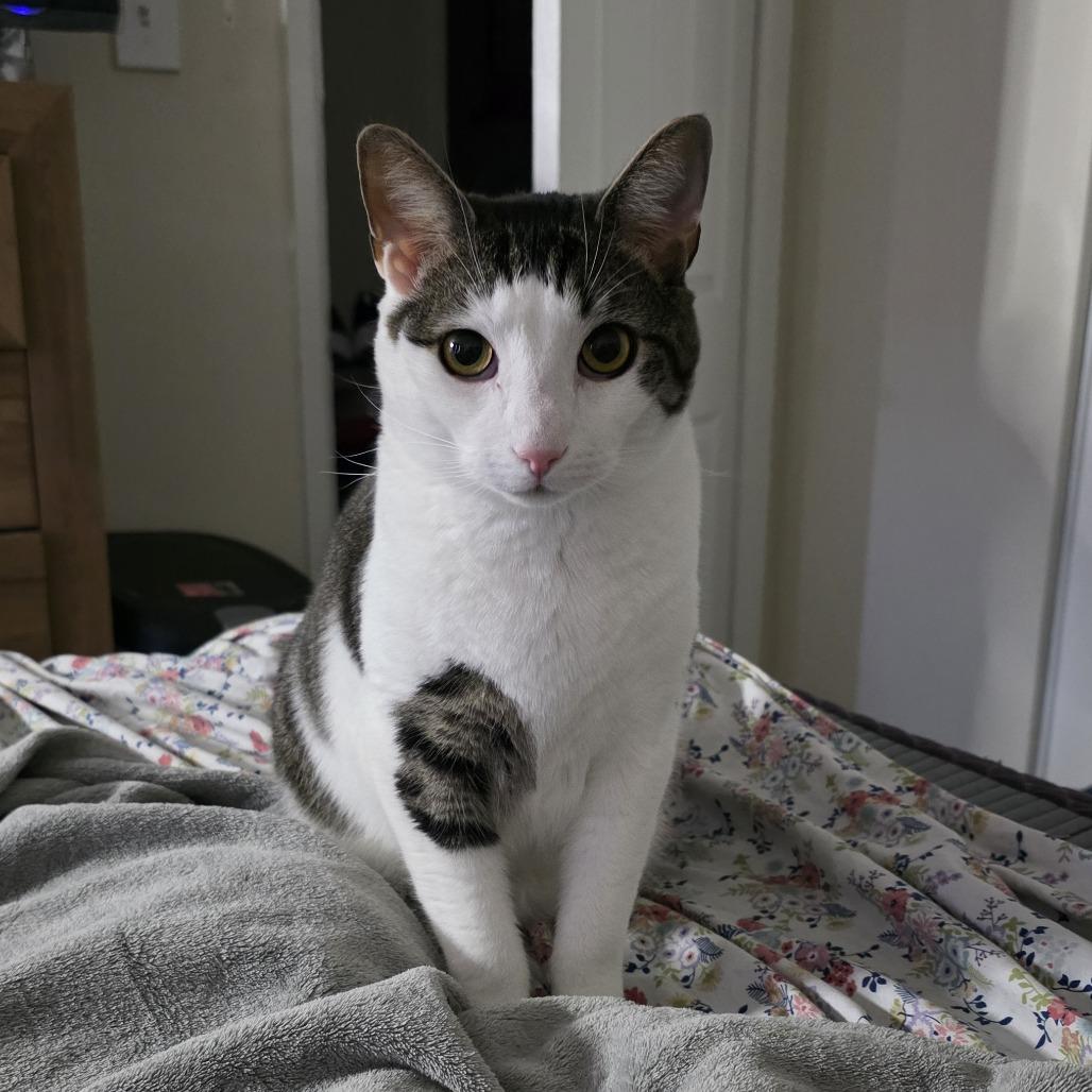 Enlarge Ash FKA Aster, a Adoptable Domestic Short Hair in Philadelphia, PA image 3/4