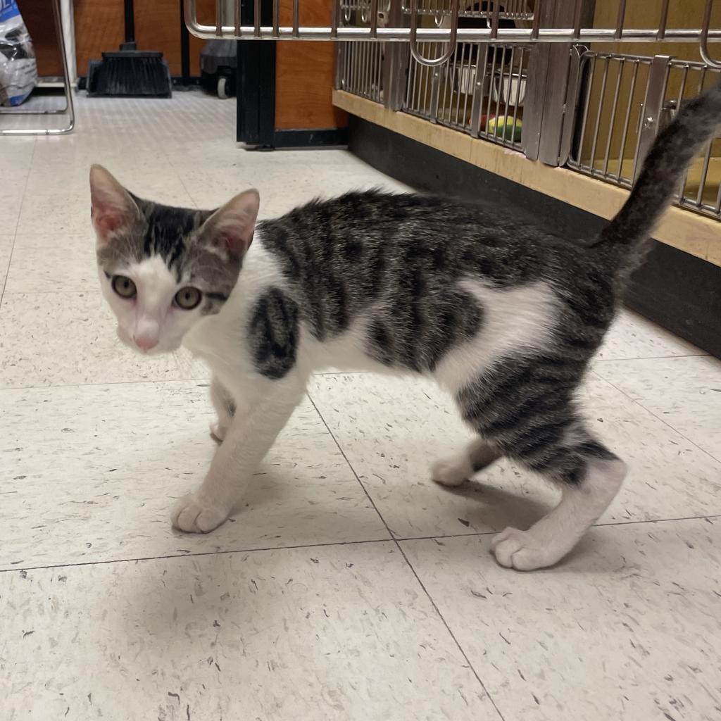 Enlarge Ash FKA Aster, a Adoptable Domestic Short Hair in Philadelphia, PA image 4/4