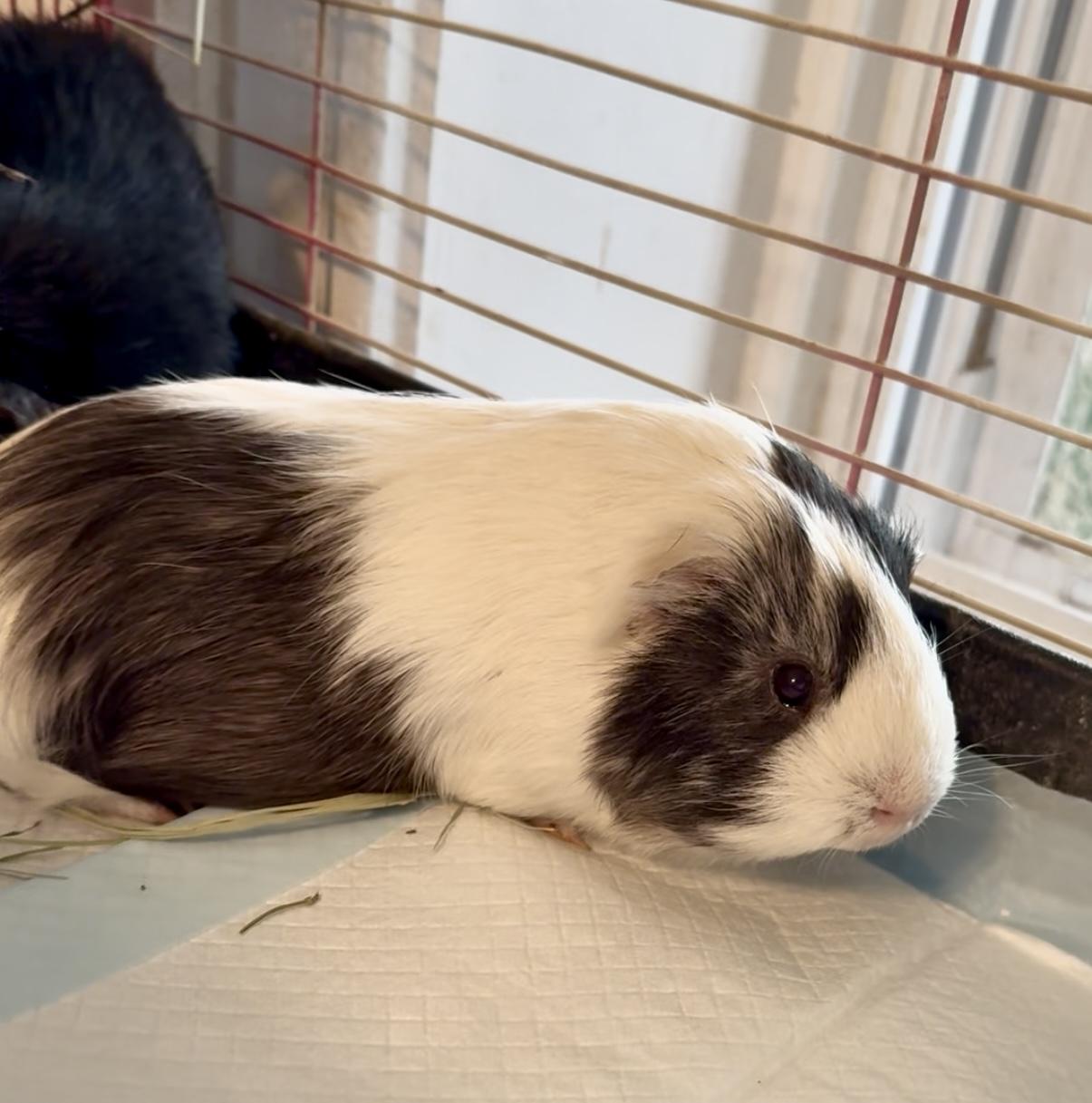 Atlas, Adoptable, Adult Male Guinea Pig.