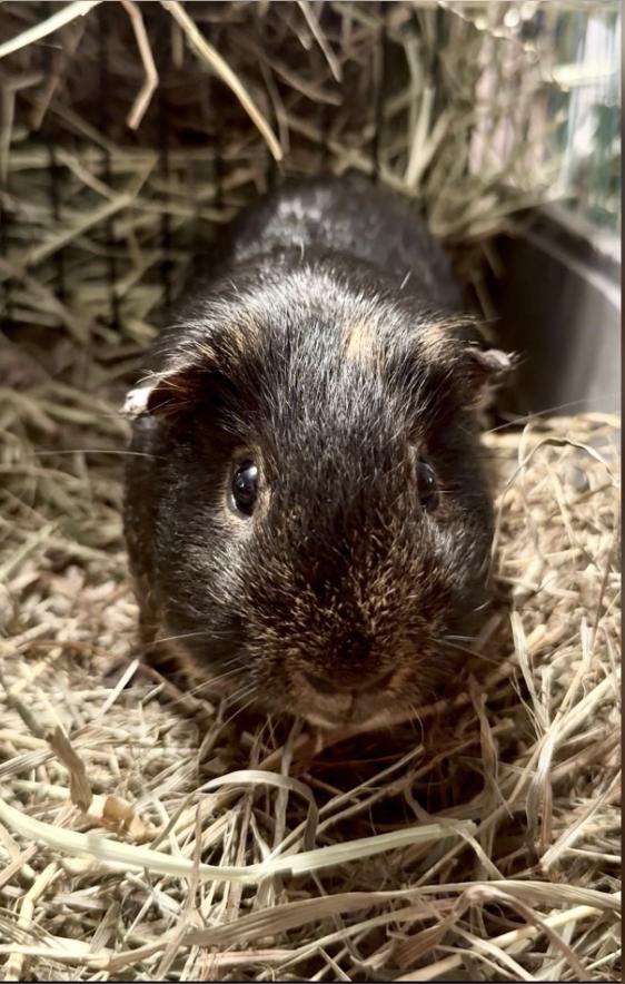 Atlas and Whipple, a Adoptable Guinea Pig in Salisbury Mills, NY image 2/3