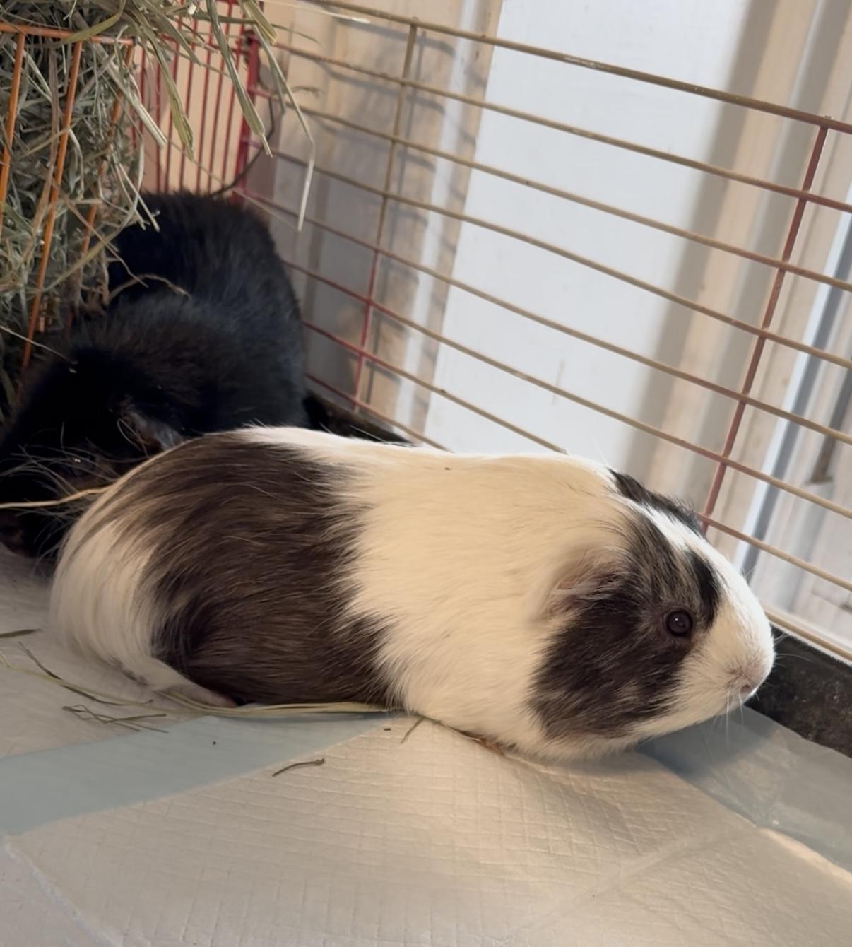 Atlas, a Adoptable Guinea Pig in Salisbury Mills, NY image 2/2
