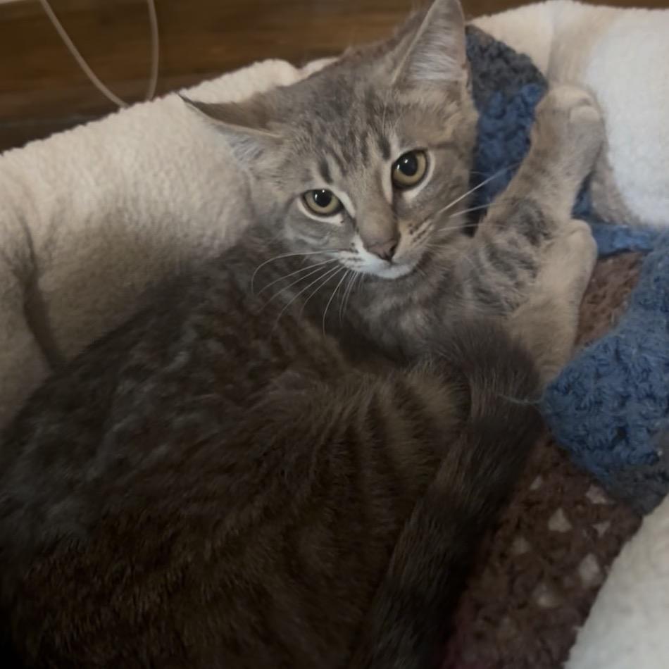 Enlarge Mercury, a Adoptable Domestic Short Hair in Garfield, AR image 1/1