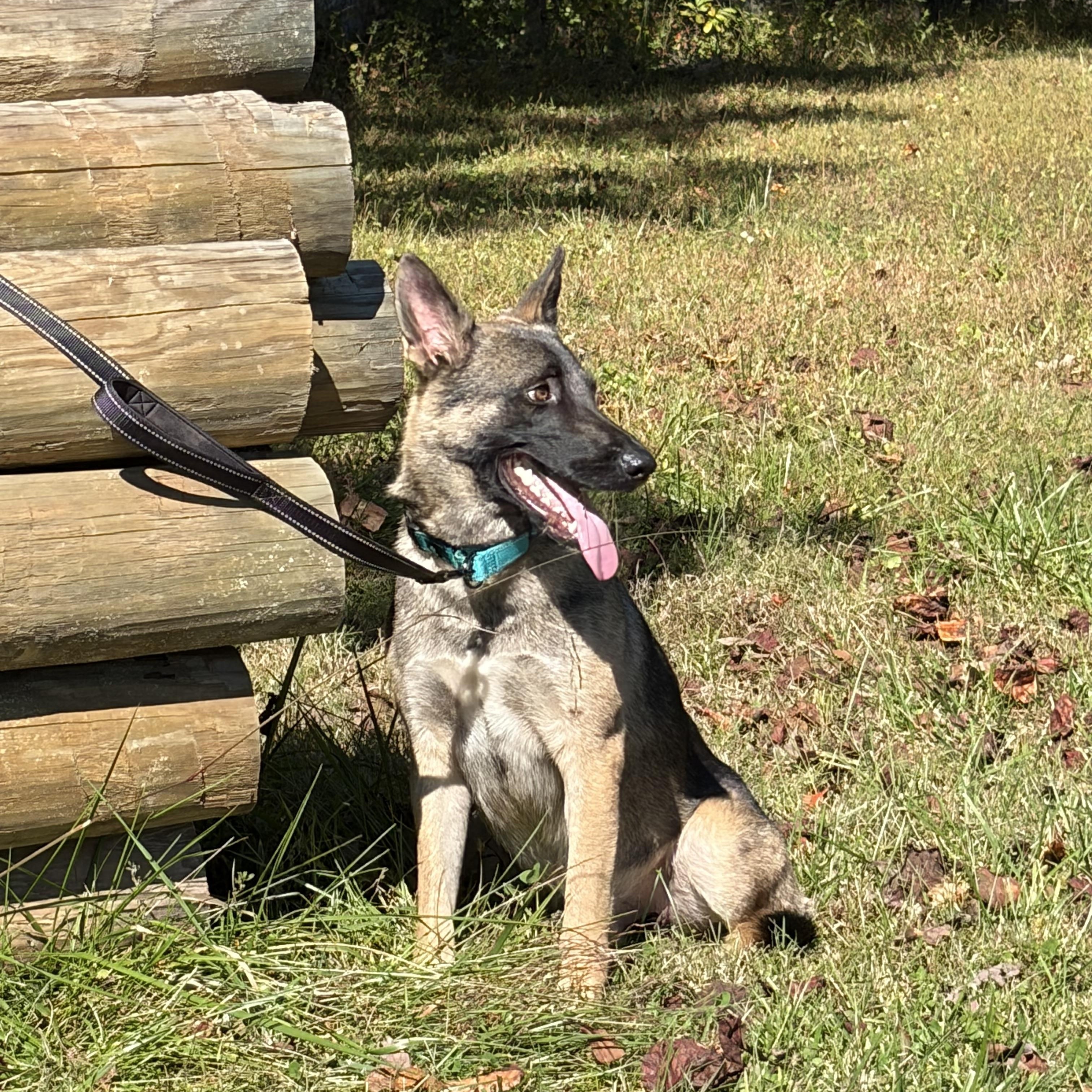 Enlarge Josh, a Adoptable German Shepherd Dog in Warrenton, VA image 2/5