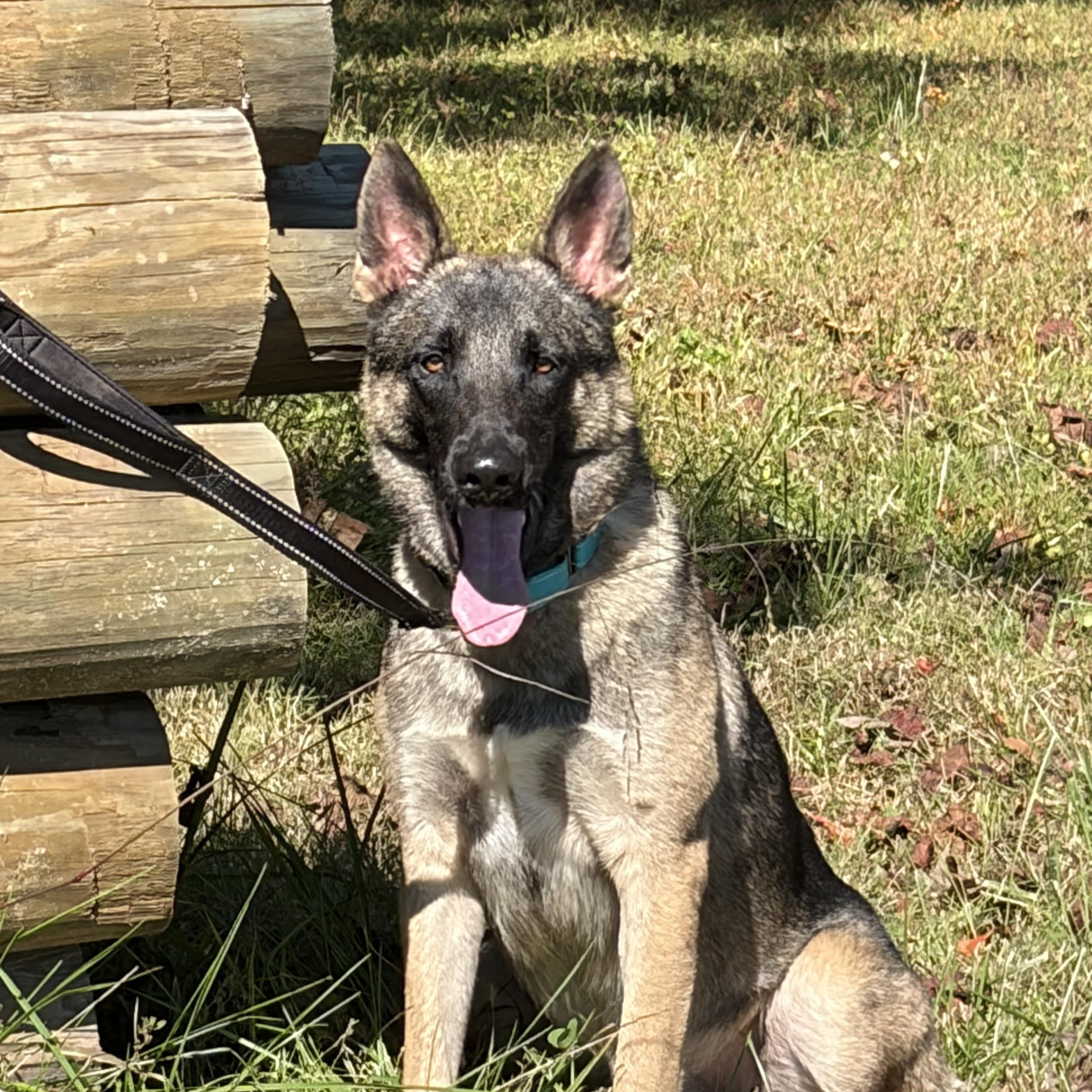 Josh, Adoptable, Young Male German Shepherd Dog.