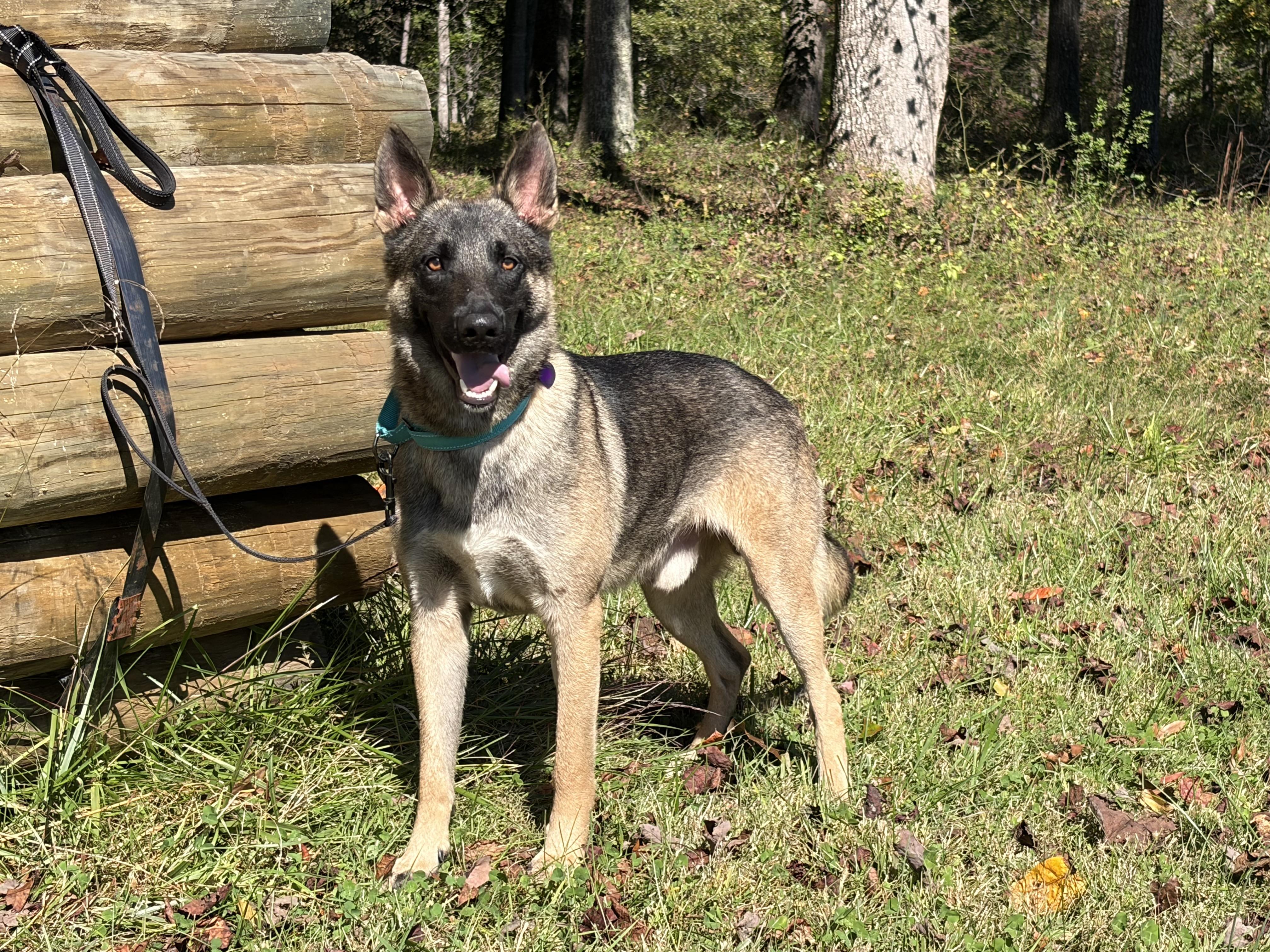 Enlarge Josh, a Adoptable German Shepherd Dog in Warrenton, VA image 4/5