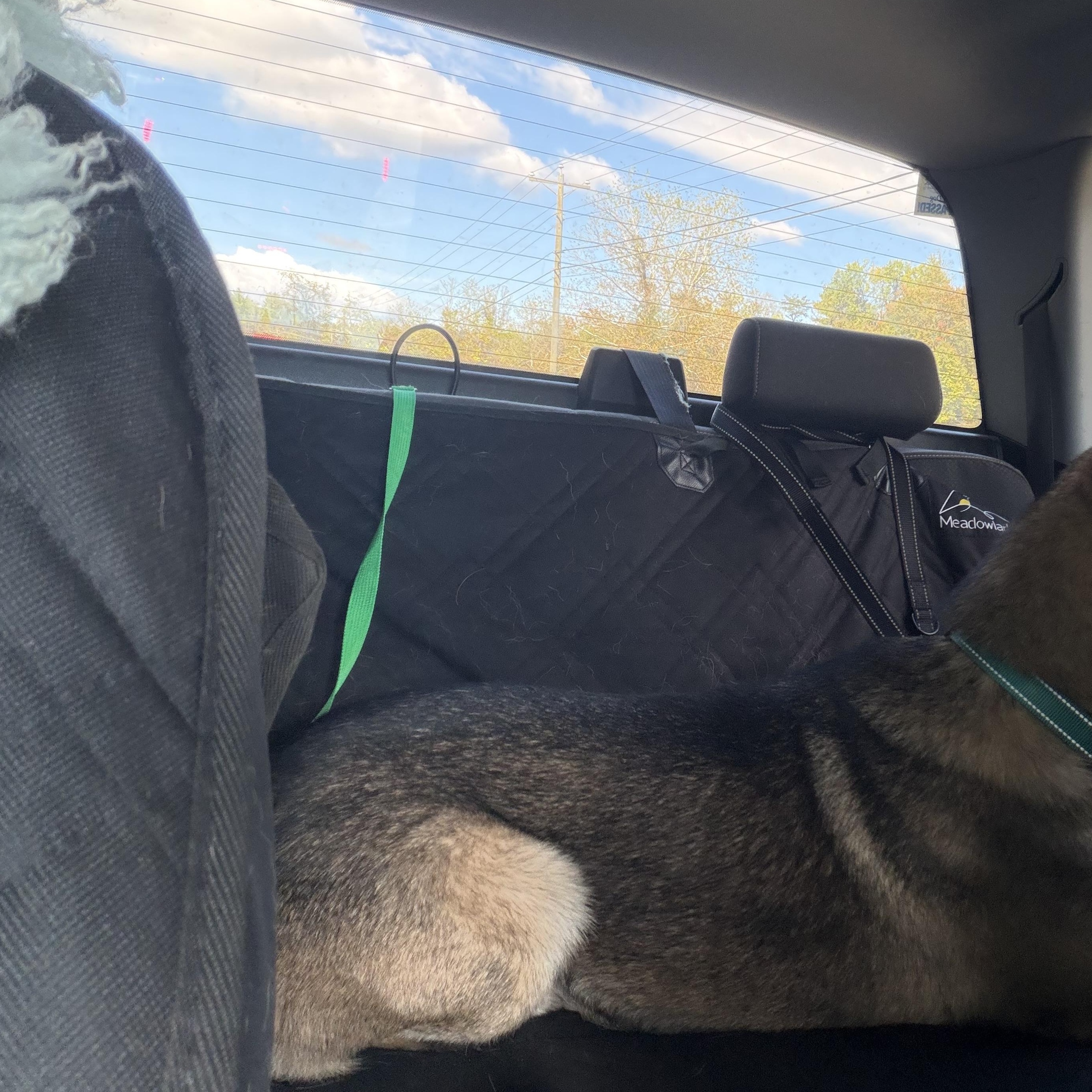 Enlarge Josh, a Adoptable German Shepherd Dog in Warrenton, VA image 5/5