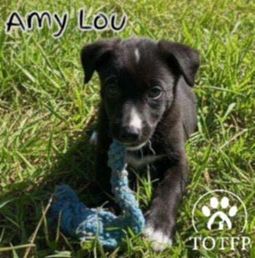 Amy Lou