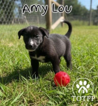 Amy Lou