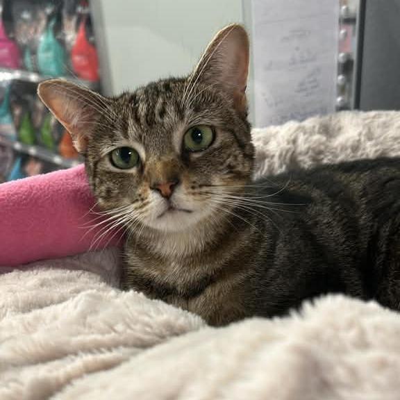Mittens @ Dorchester Rd. PetSmart, Adoptable, Young Female Domestic Short Hair.