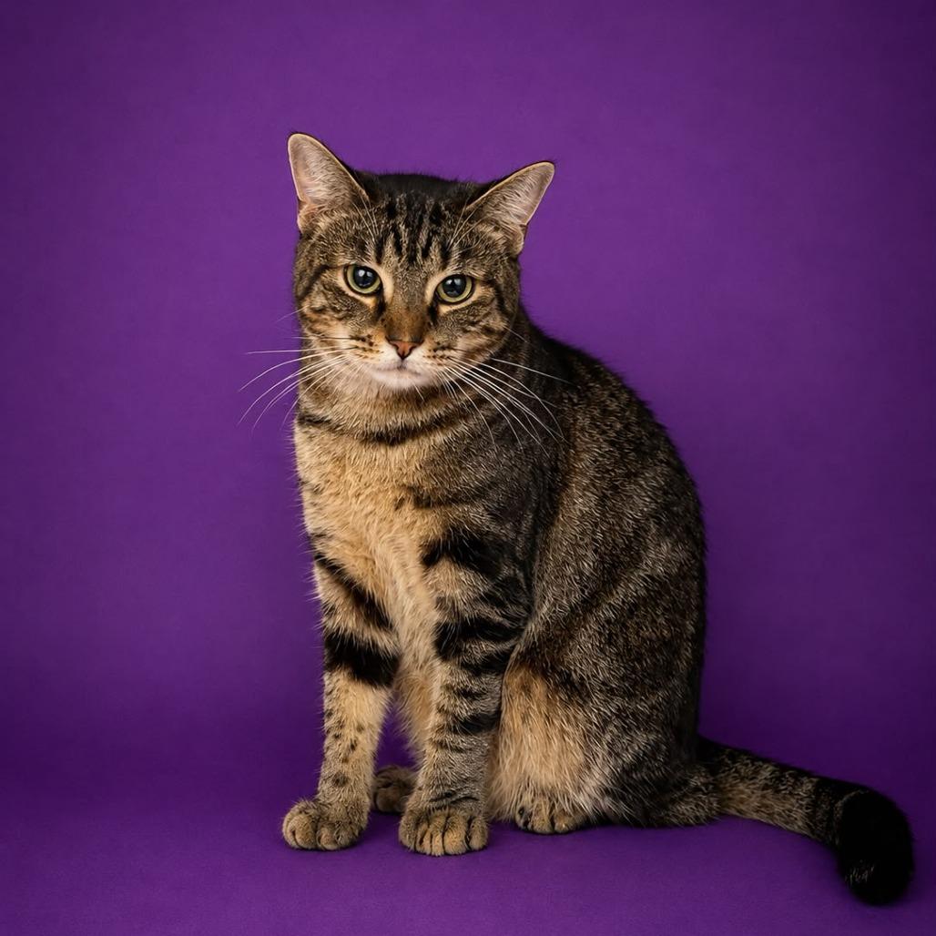 Enlarge Mittens @ Dorchester Rd. PetSmart, a Adoptable Domestic Short Hair in Summerville, SC image 3/5