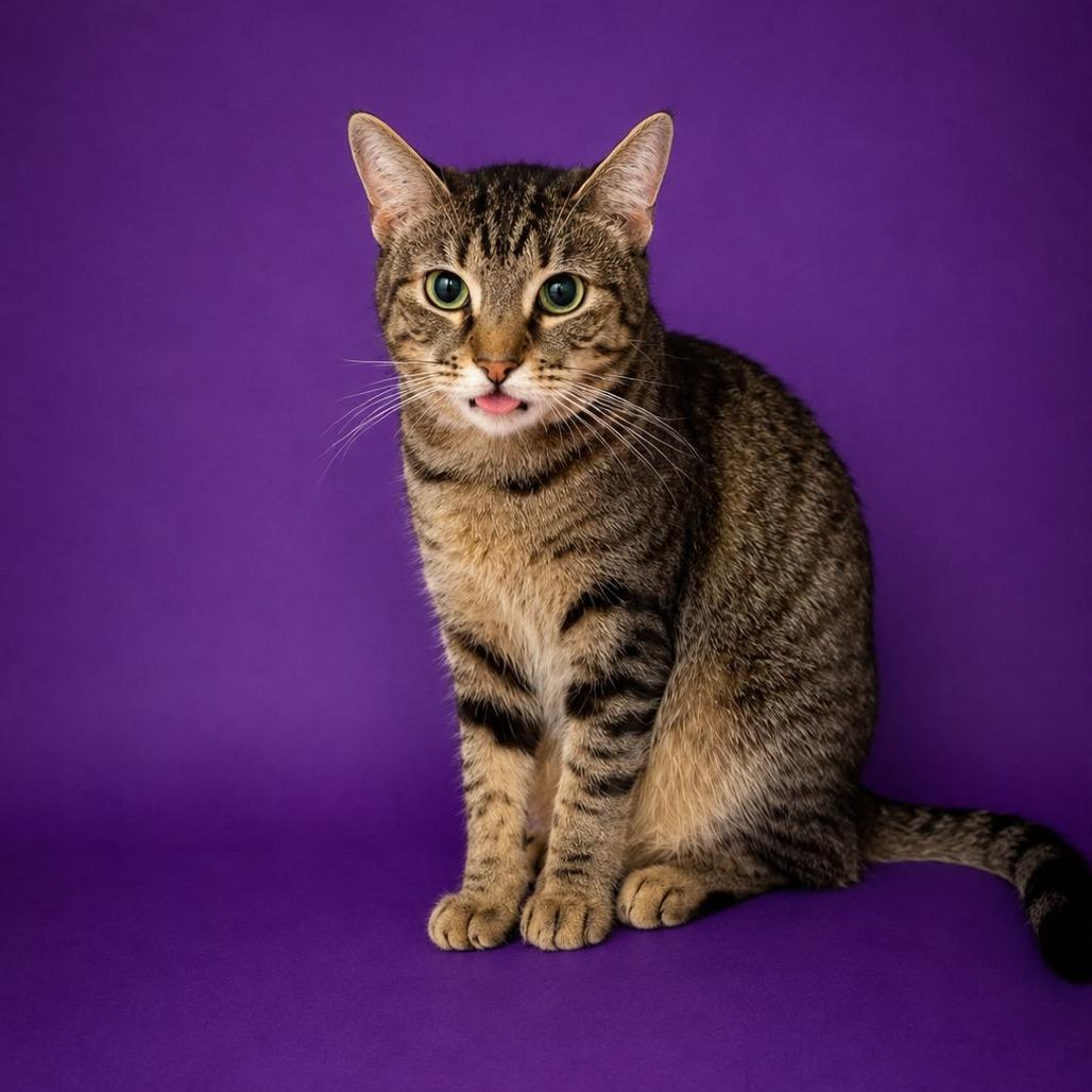Enlarge Mittens @ Dorchester Rd. PetSmart, a Adoptable Domestic Short Hair in Summerville, SC image 4/5