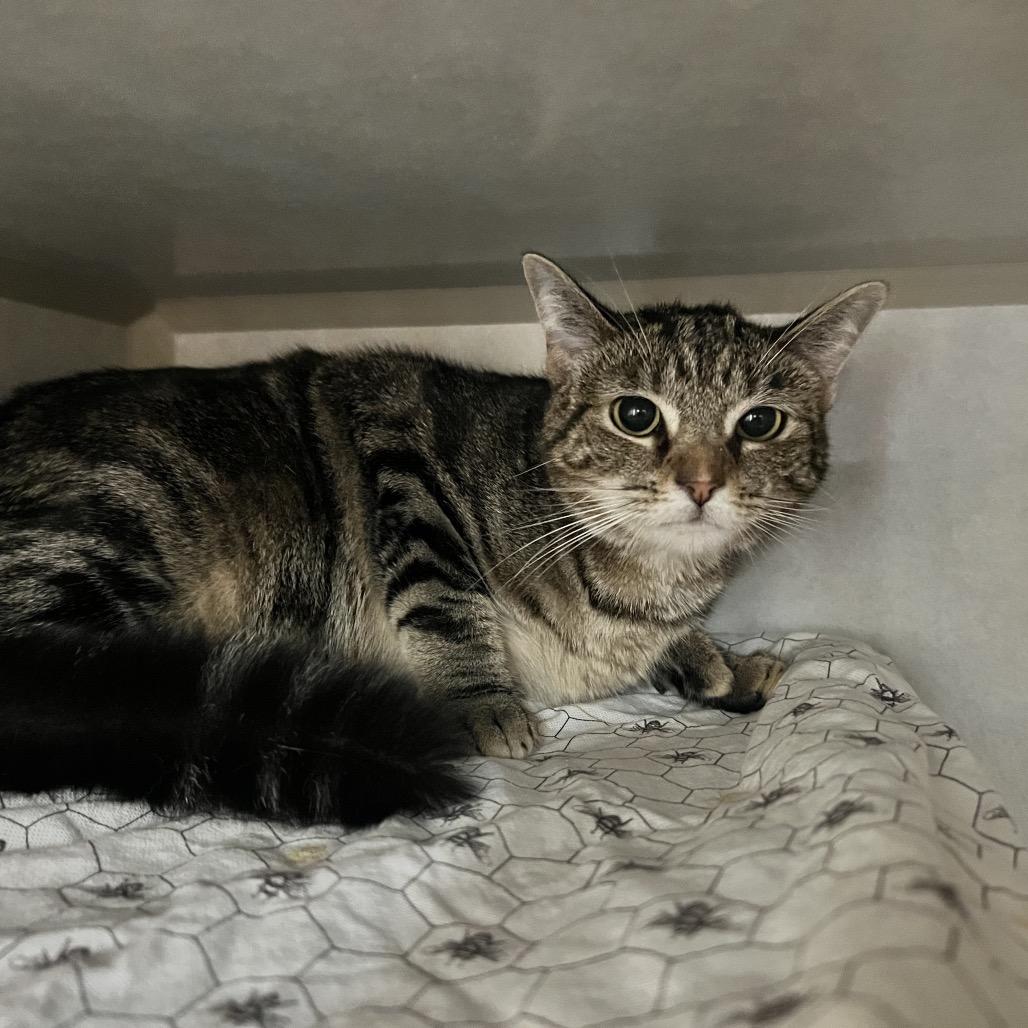 Enlarge Mittens @ Dorchester Rd. PetSmart, a Adoptable Domestic Short Hair in Summerville, SC image 5/5