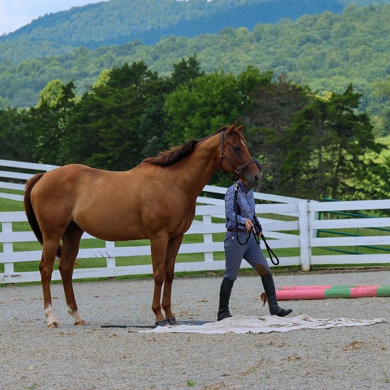 Enlarge Dru- Companion only, a Adoptable Thoroughbred in Huntington, WV image 1/5