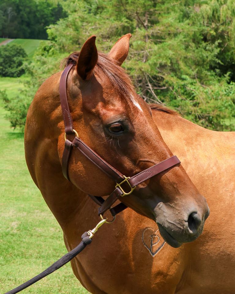 Enlarge Dru- Companion only, a Adoptable Thoroughbred in Huntington, WV image 3/5