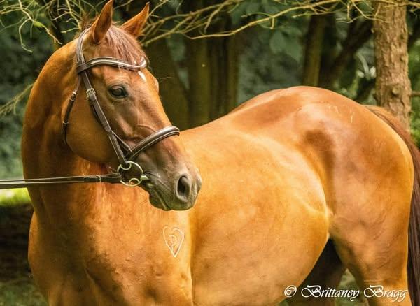 Enlarge Dru- Companion only, a Adoptable Thoroughbred in Huntington, WV image 4/5