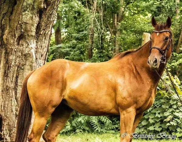Enlarge Dru- Companion only, a Adoptable Thoroughbred in Huntington, WV image 5/5