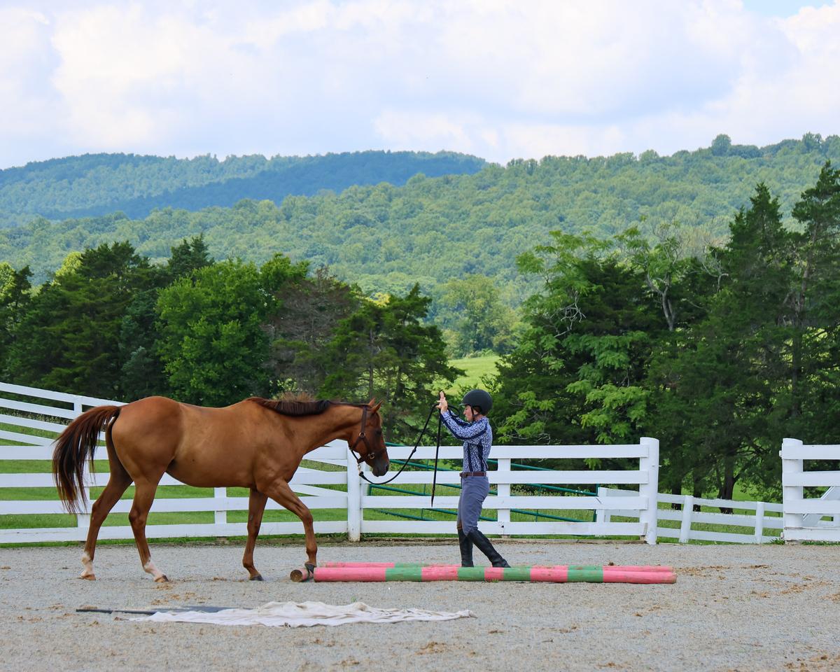Enlarge Dru- Companion only, a Adoptable Thoroughbred in Huntington, WV image 2/5