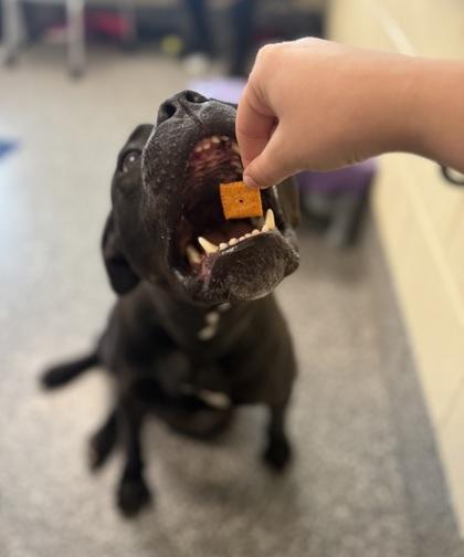 Davenport, a Adoptable mixed breed in Westland, MI image 2/3