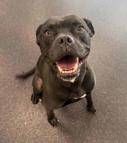 Davenport, a Adoptable mixed breed in Westland, MI image 3/3