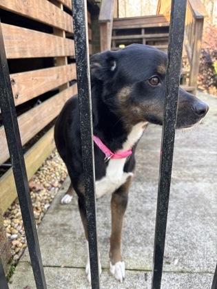 Bella, Adoptable, Adult Female Australian Cattle Dog / Blue Heeler & Mixed Breed.