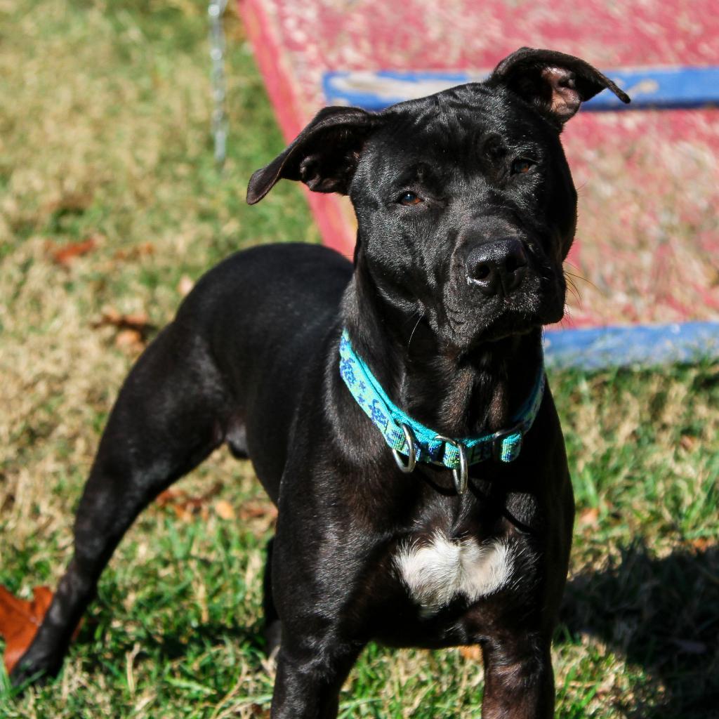 Rory, Adoptable, Adult Female Pit Bull Terrier & Mixed Breed.