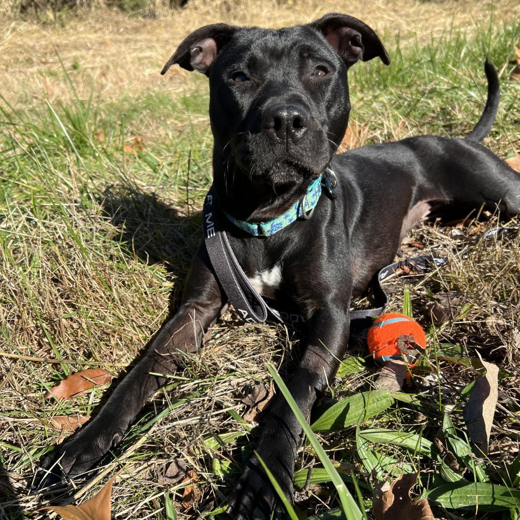 Enlarge Rory, a Adoptable mixed breed in Columbia, MO image 2/6