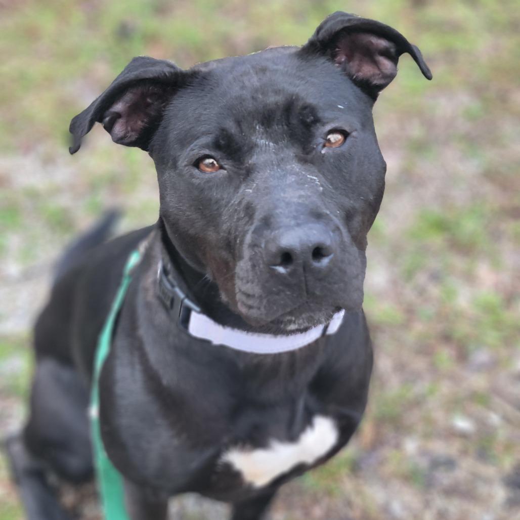 Enlarge Rory, a Adoptable mixed breed in Columbia, MO image 3/6
