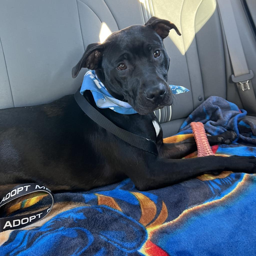 Enlarge Rory, a Adoptable mixed breed in Columbia, MO image 4/6