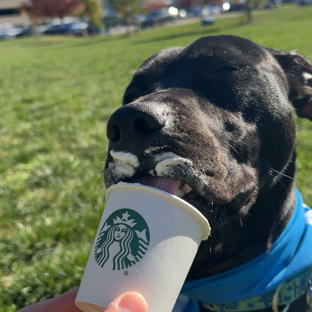 Enlarge Rory, a Adoptable mixed breed in Columbia, MO image 5/6