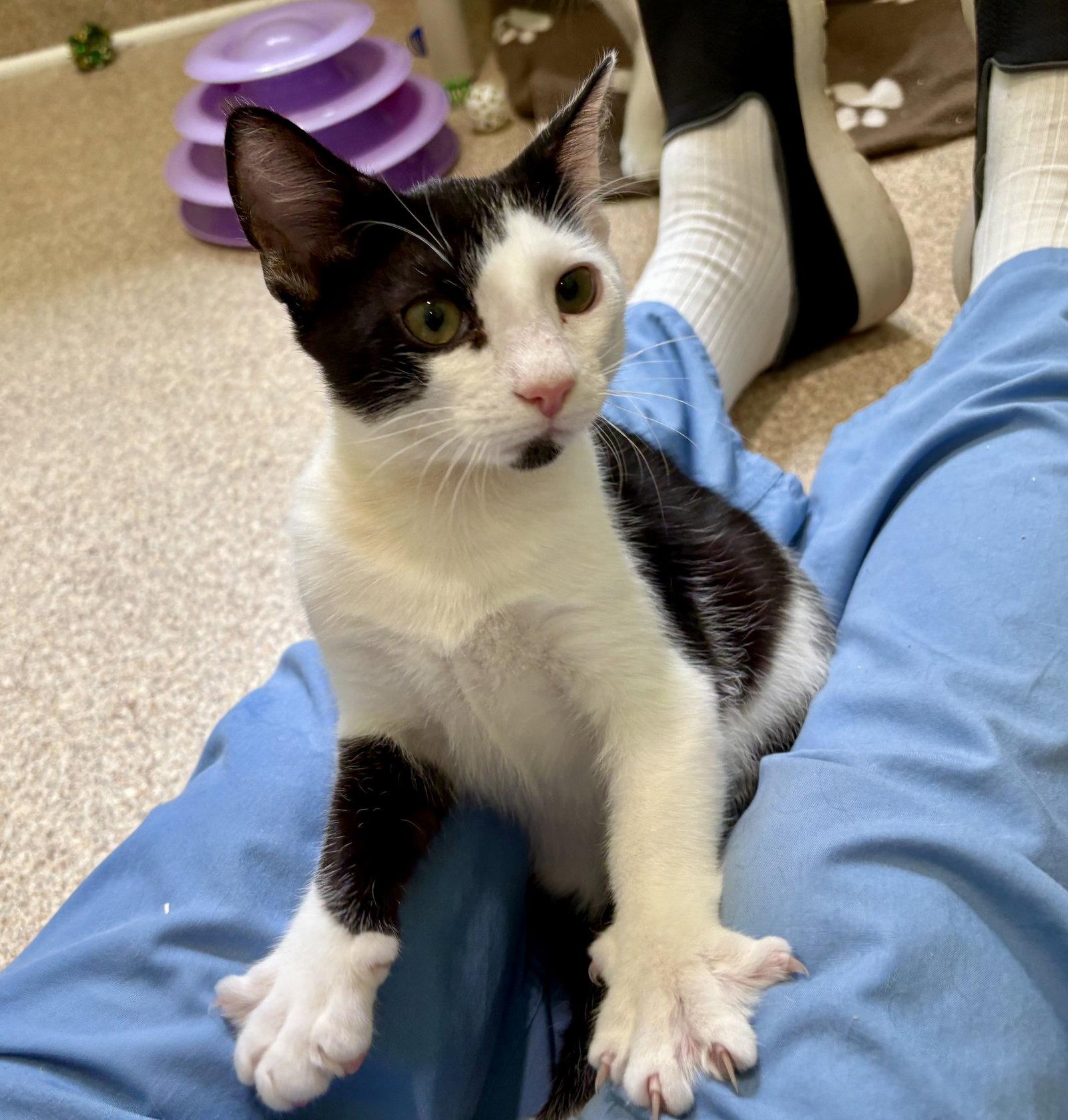 Orchid, Adoptable, Young Female Domestic Short Hair.