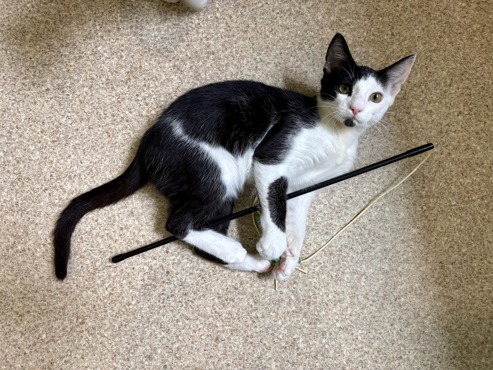 Orchid, a Adoptable Domestic Short Hair in Mc Cormick, SC image 2/3