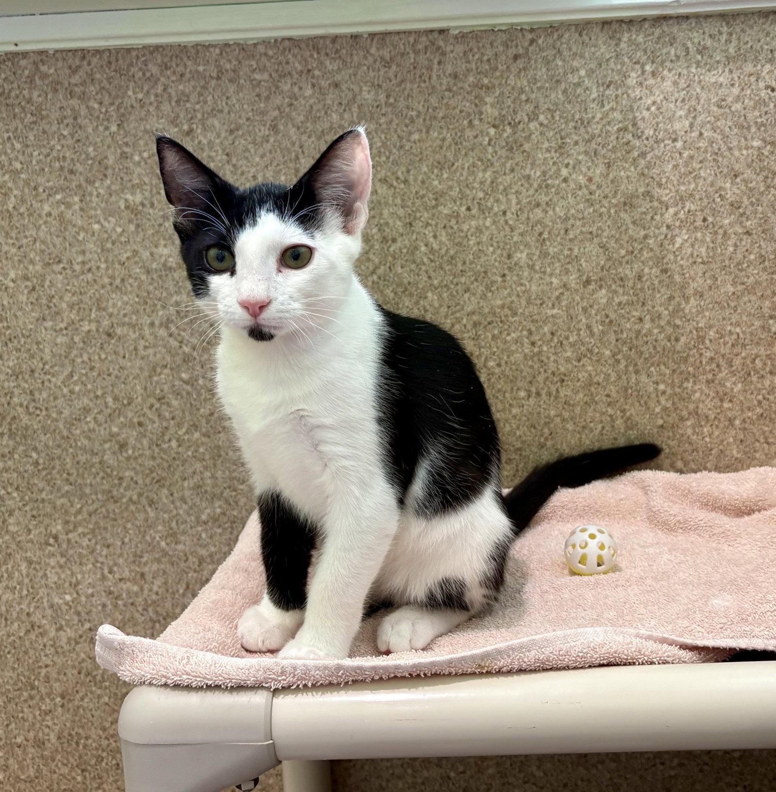Orchid, a Adoptable Domestic Short Hair in Mc Cormick, SC image 3/3