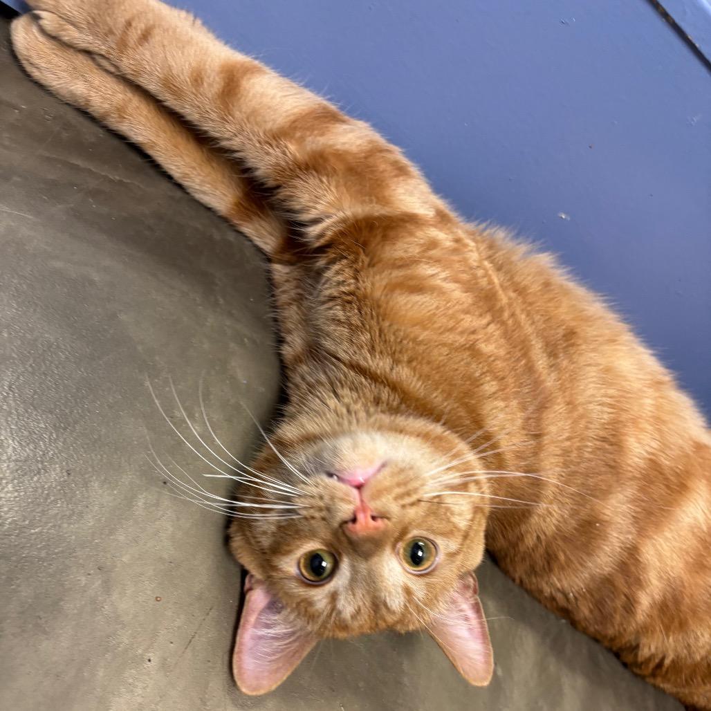 Mr. Man, Adoptable, Young Male Domestic Short Hair.