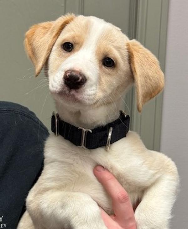 Precious, Adoptable, Puppy Female Labrador Retriever & Australian Cattle Dog / Blue Heeler.