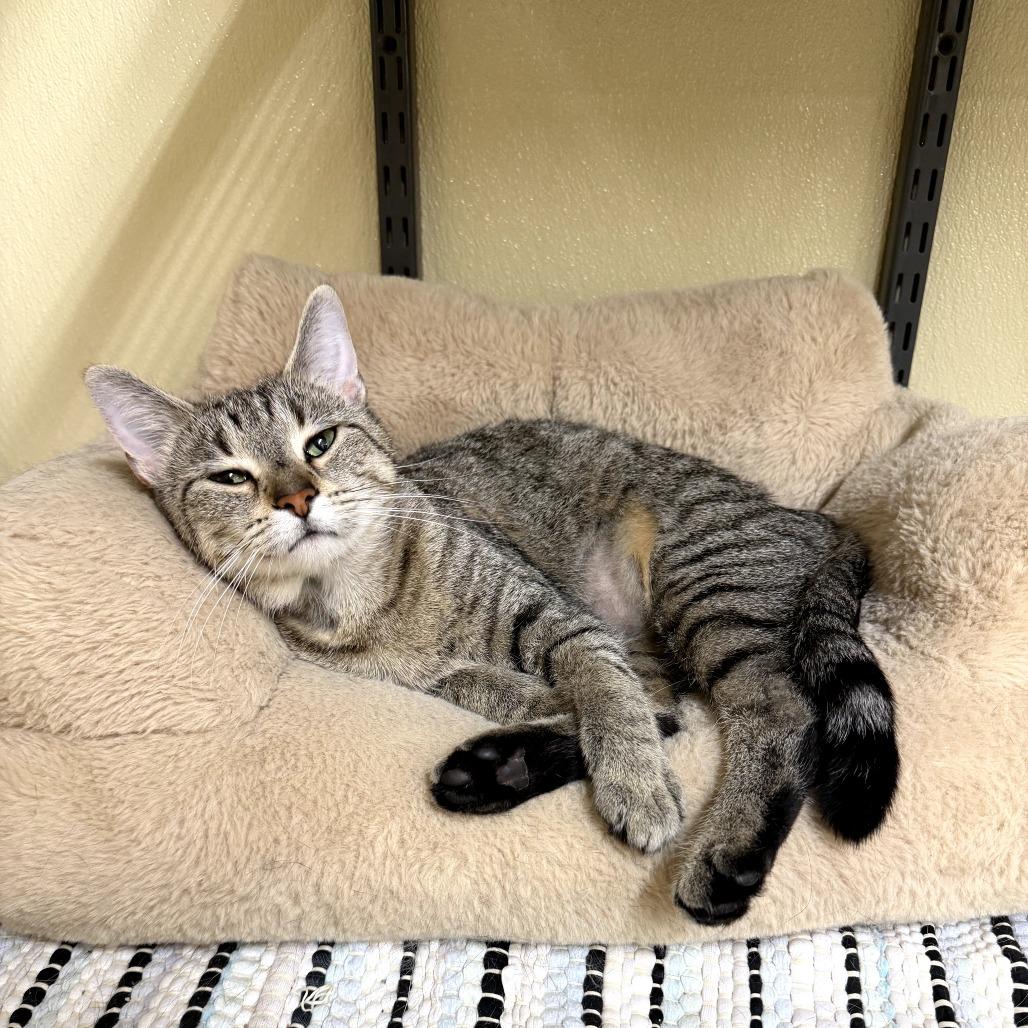 Oatmeal Cream Pie, Adoptable, Adult Female Domestic Short Hair.