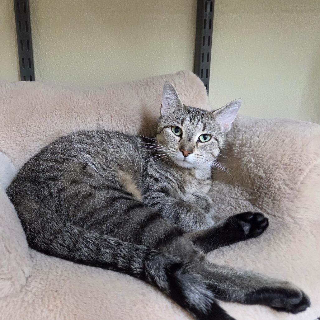 Enlarge Oatmeal Cream Pie, a Adoptable Domestic Short Hair in Pontiac, IL image 2/6