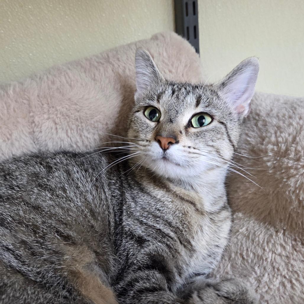 Enlarge Oatmeal Cream Pie, a Adoptable Domestic Short Hair in Pontiac, IL image 3/6