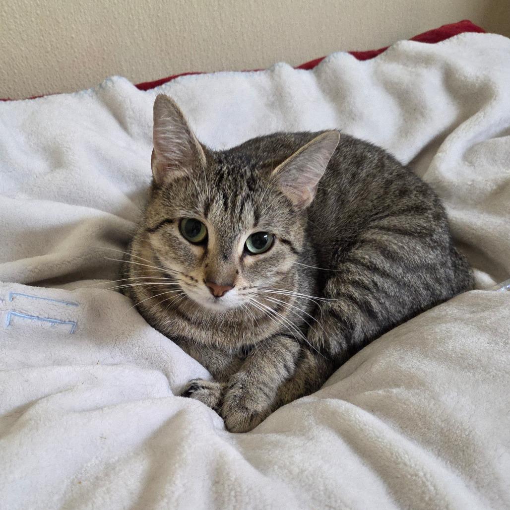 Enlarge Oatmeal Cream Pie, a Adoptable Domestic Short Hair in Pontiac, IL image 4/6