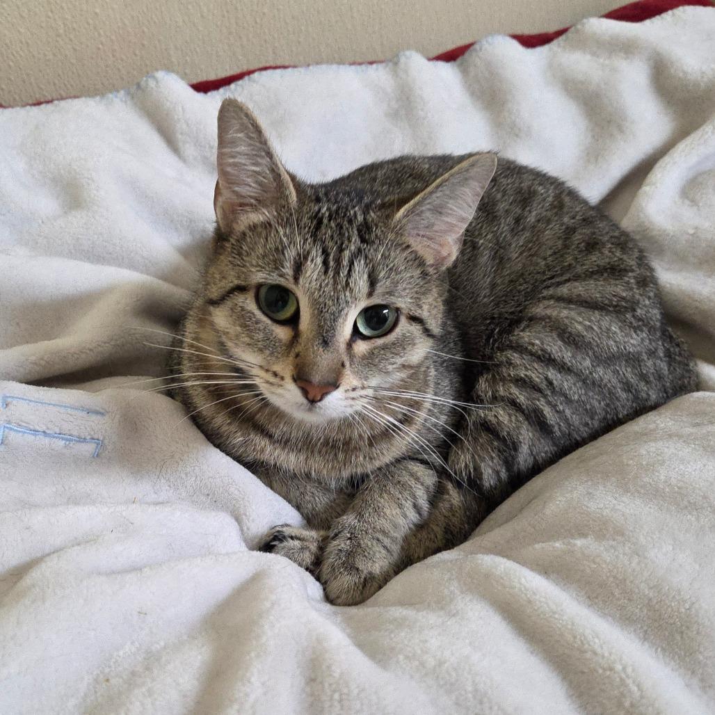 Oatmeal Cream Pie, Adoptable, Adult Female Domestic Short Hair.