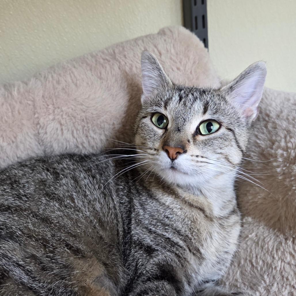 Enlarge Oatmeal Cream Pie, a Adoptable Domestic Short Hair in Pontiac, IL image 5/6