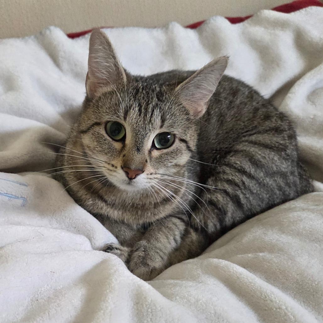 Enlarge Oatmeal Cream Pie, a Adoptable Domestic Short Hair in Pontiac, IL image 6/6